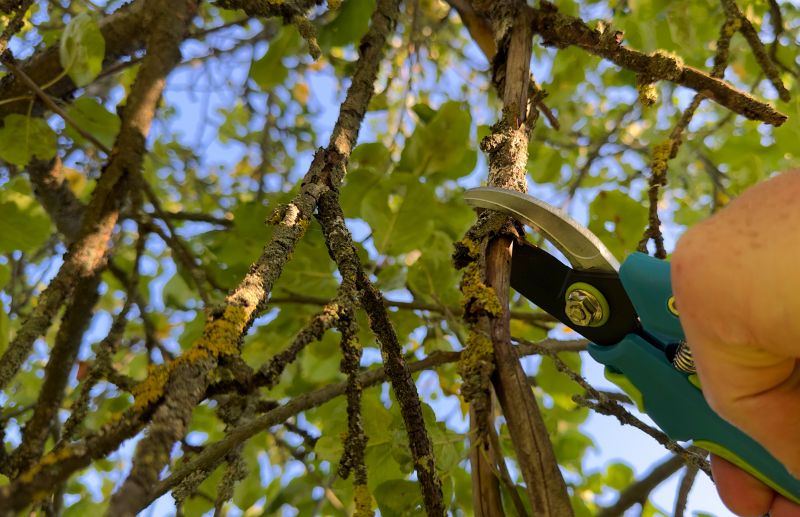 Hickory Tree Pruning