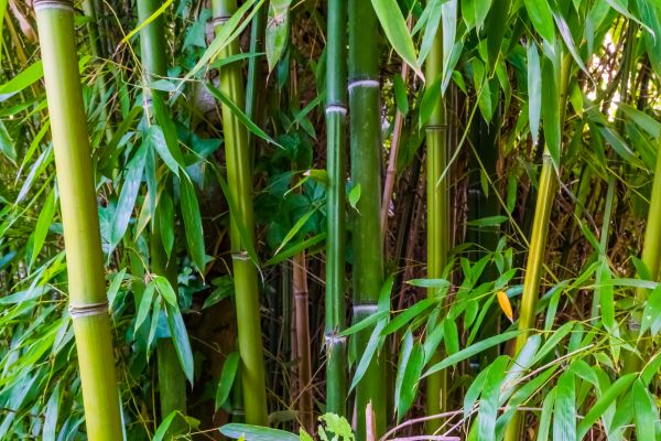Cost of Bamboo Trimming in Georgetown