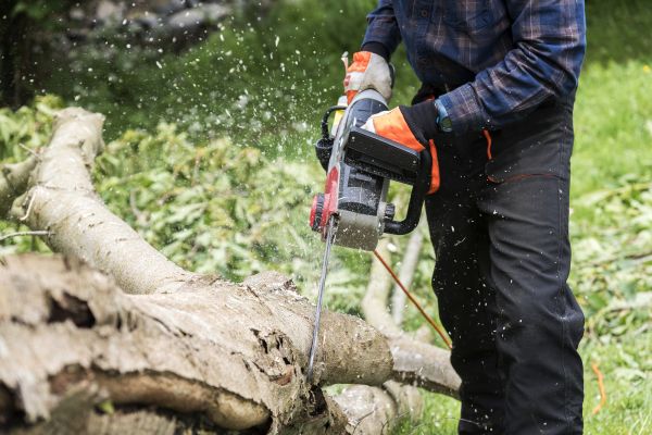 Cost of Branch Removal Service in Georgetown