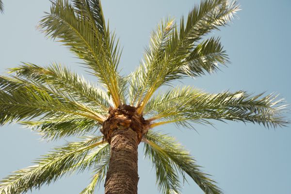 Palm Tree Pruning in Georgetown