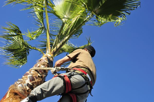Palm Tree Trimming in Georgetown