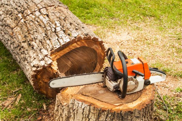 Tree Cutting Service in Georgetown