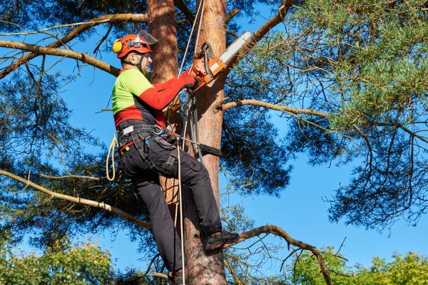 Tree Service in Georgetown