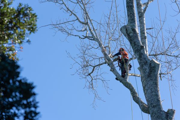 Cost of Tree Topping Service in Georgetown