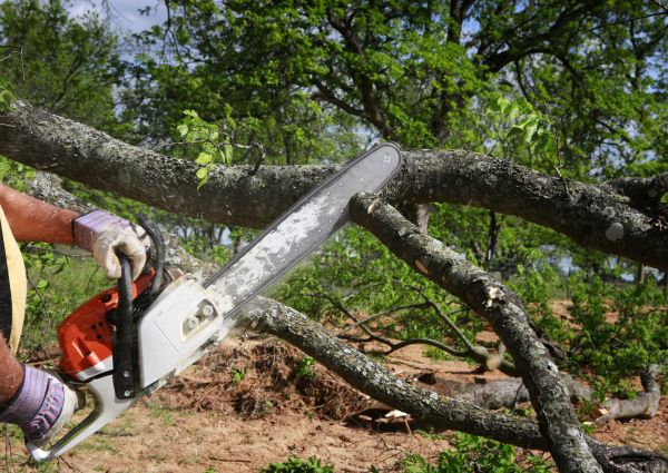 Cost of Tree Lopping Service in Georgetown
