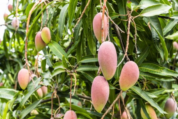 Cost of Mango Tree Trimming in Georgetown