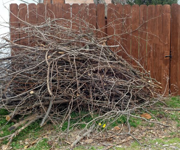 Cost of Dead Branch Removal in Georgetown