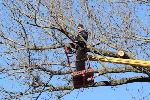 Cost of Emergency Tree Trimming in Georgetown