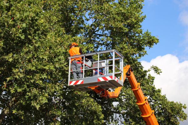 Commercial Tree Service in Georgetown