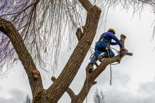 Cost of Tree Maintenance Service in Georgetown