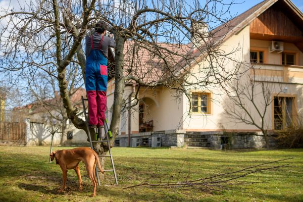 Cost of Residential Tree Trimming in Georgetown
