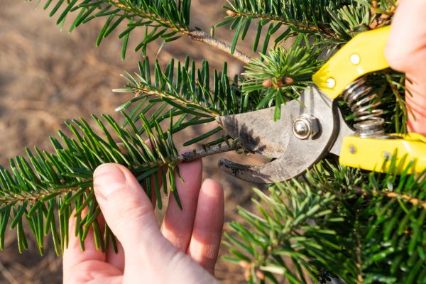 Pine Tree Pruning in Georgetown