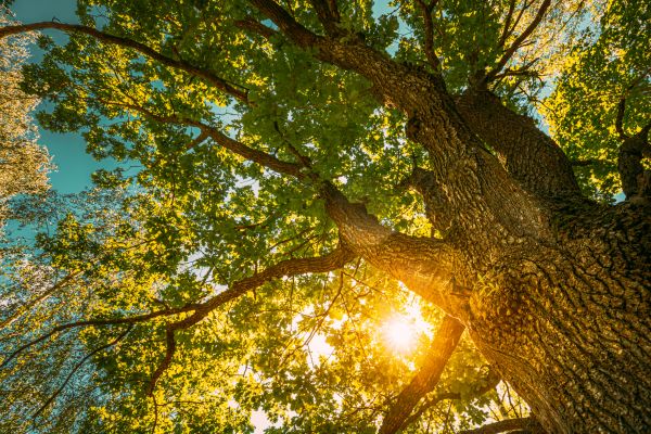 Cost of Oak Tree Pruning in Georgetown