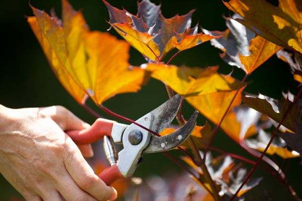 Cost of Maple Tree Pruning in Georgetown