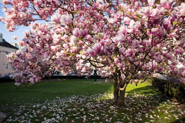 Cost of Magnolia Tree Pruning in Georgetown