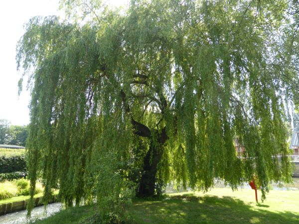 Cost of Willow Tree Trimming in Georgetown
