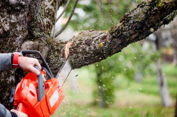 Cost of Tree Limbs Removal in Georgetown