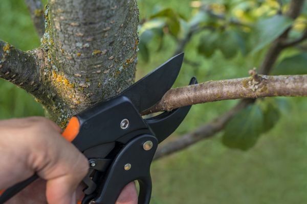 Cost of Tree Limb Cutting in Georgetown