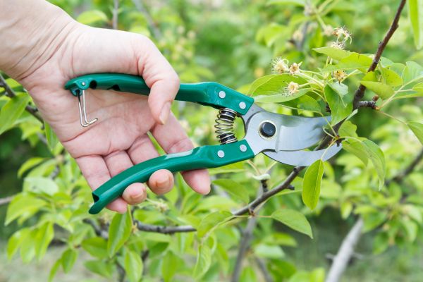 Cost of Pear Tree Pruning in Georgetown