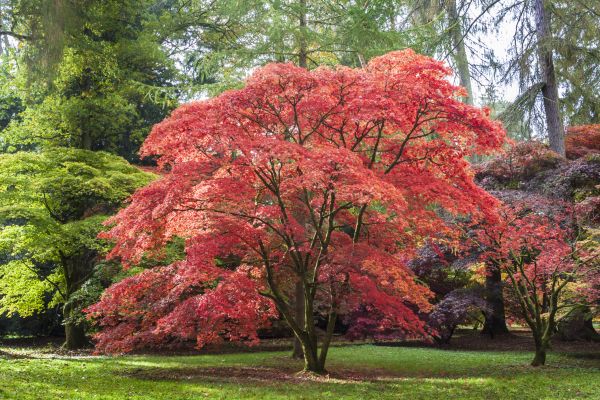 Japanese Maple Pruning in Georgetown