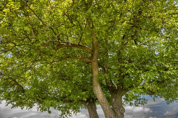 Cost of Walnut Tree Trimming in Georgetown