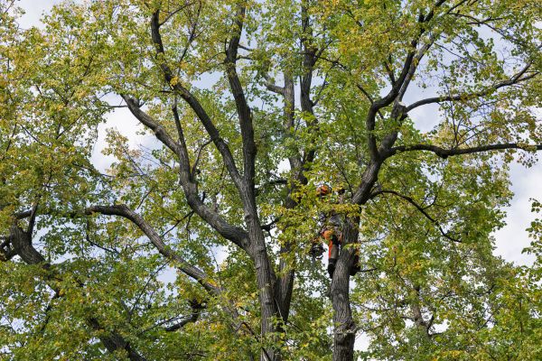 Cost of Tree Crown Shaping in Georgetown