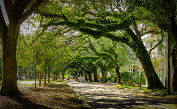 Cost of Tree Canopy Thinning in Georgetown