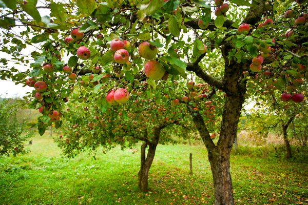 Cost of Apple Tree Pruning in Georgetown