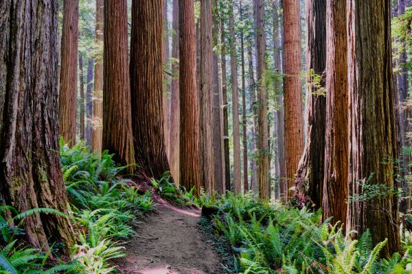 Cost of Redwood Tree Trimming in Georgetown