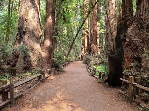 Cost of Redwood Tree Pruning in Georgetown