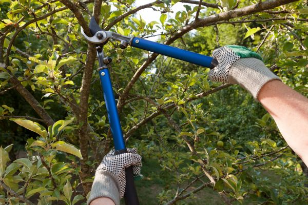 Cost of Residential Tree Pruning in Georgetown