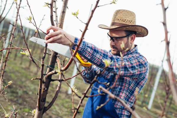 Cost of Orchard Tree Pruning in Georgetown