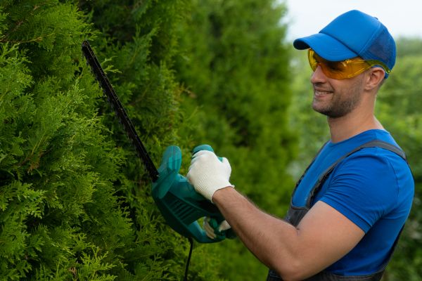 Cost of Tree Shaping Service in Georgetown