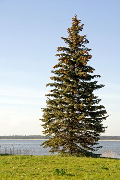 Cost of Spruce Tree Pruning in Georgetown