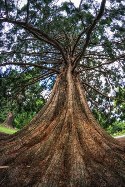 Cost of Cedar Tree Pruning in Georgetown