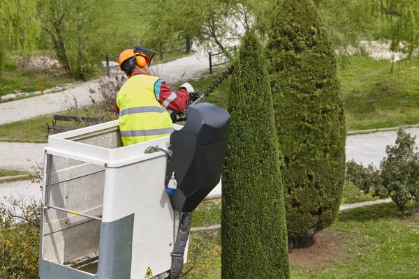 Cost of Cypress Tree Pruning in Georgetown