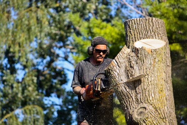Cost of Ash Tree Pruning in Georgetown