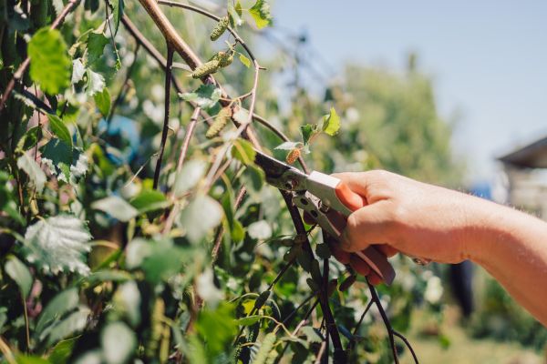 Cost of Birch Tree Pruning in Georgetown
