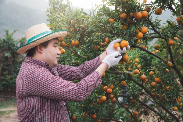 Cost of Orange Tree Pruning in Georgetown