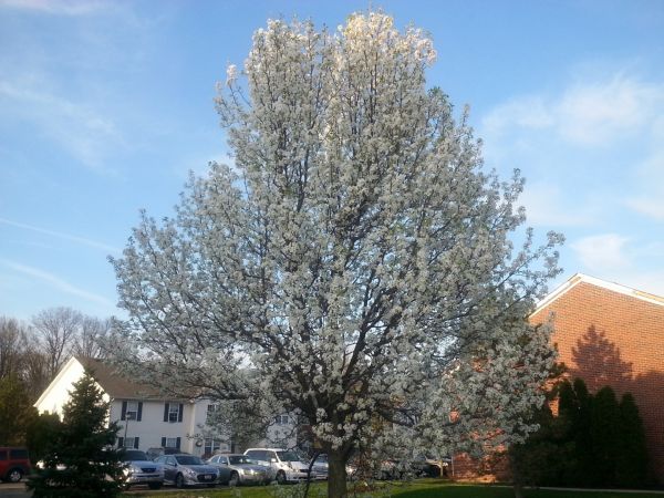 Cost of Bradford Pear Tree Pruning in Georgetown