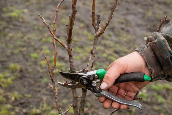 Cost of Pear Trees Pruning in Georgetown