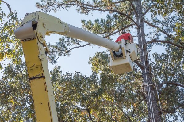 Cost of Limbs Trimming in Georgetown
