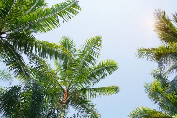 Cost of Queen Palm Tree Trimming in Georgetown