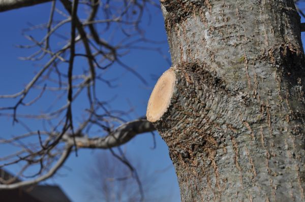 Cost of Limb Pruning in Georgetown