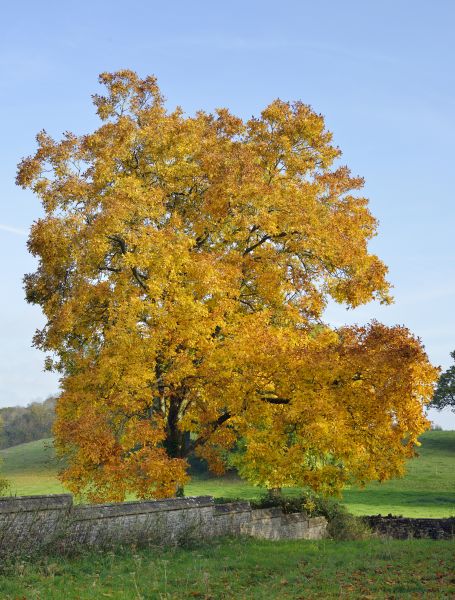 Cost of Hickory Tree Trimming in Georgetown