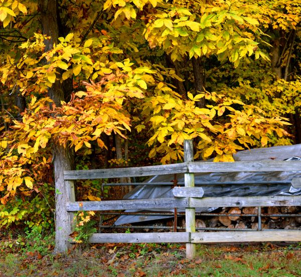Cost of Hickory Tree Pruning in Georgetown