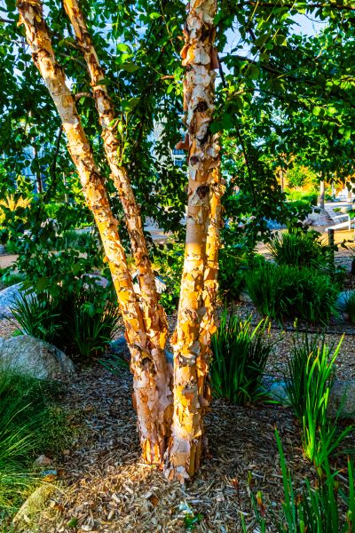Cost of River Birch Trimming in Georgetown