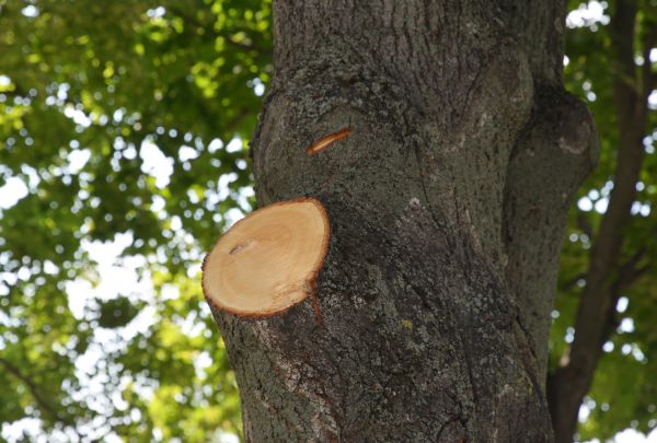 Cost of Limb Cutting in Georgetown