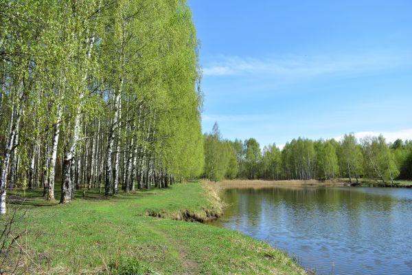Cost of River Birch Pruning in Georgetown