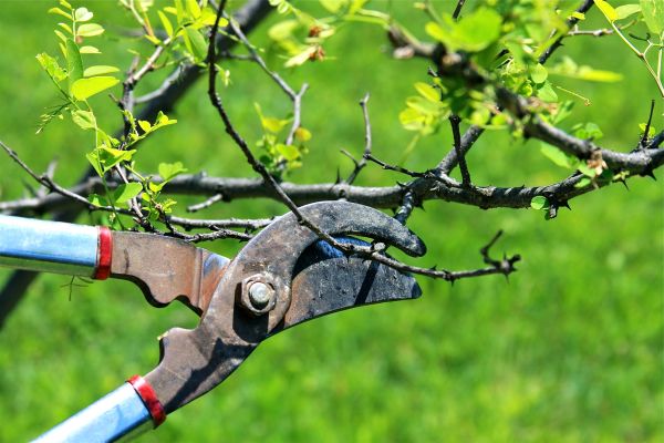 Cost of Branches Pruning in Georgetown